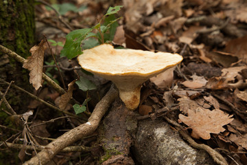 Seta entre unas ramas