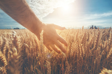 Male hand touching a golden wheat ear in the wheat field, sunset light, flare light. Ukrainian landscape.