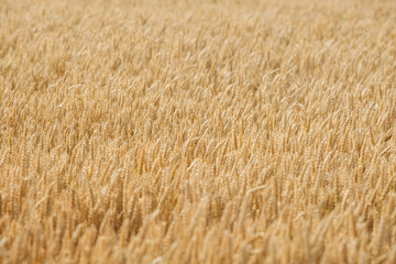 A field of wheat. Texture. Background. Pattern. Agriculture harvest growth.