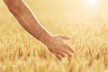 Male touching plants, nature, rye. Crop on farm. Stem with seed for cereal bread. Agriculture harvest growth. Yellow golden rural summer landscape. Ripe food. 