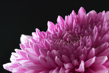 Chrysanthemum flower with water drops close-up