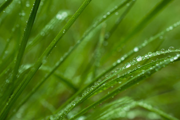 Fototapeta na wymiar Beautiful green grass with sparkling rain drops
