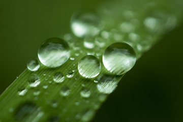 Beautiful green grass with big sparkling rain drops