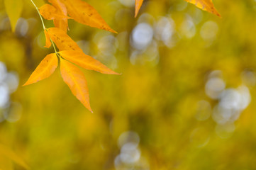 Yellow autumn leaves on the branch.  Beautiful fall blurred background.