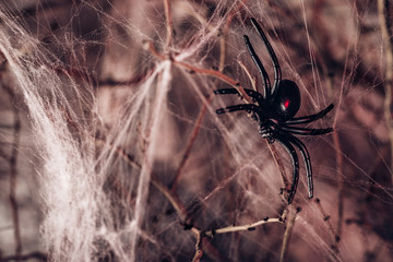  spider and a spider web. background for halloween