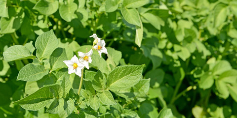 Kartoffelanbau