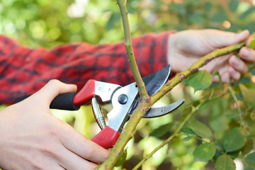 Pruning and Training Climbing Roses with Garden Pruning Scissors