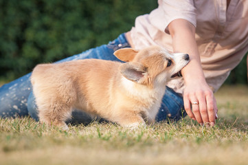 Welsh corgi pembroke puppy playing with a hand