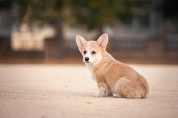 Welsh corgi pembroke puppy