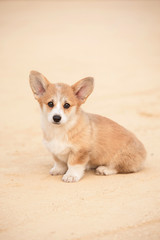 Welsh corgi pembroke puppy © Rita Kochmarjova