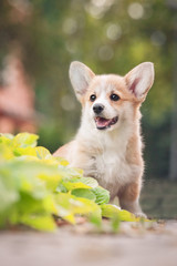 Welsh corgi pembroke puppy in the garden