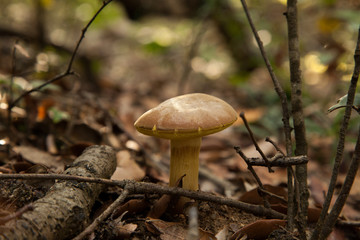 Seta abriéndose paso