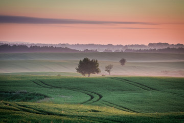 Fototapeta premium Wonderful dawn at foggy field in summer