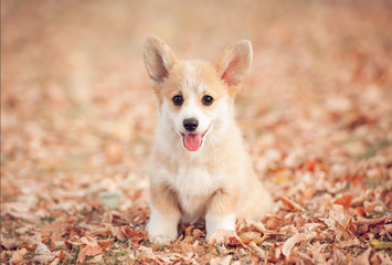 Welsh corgi pembroke puppy in autumn © Rita Kochmarjova