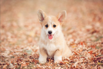 Welsh corgi pembroke puppy in autumn