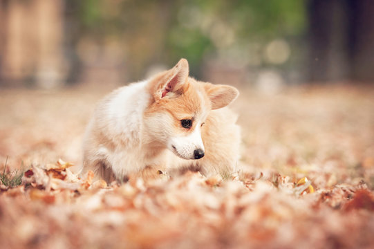 Welsh corgi pembroke puppy playing in autumn