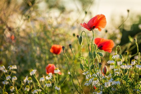 Beautiful poppy seed in the field at sunrise, Europe