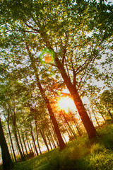 sunset in the forest