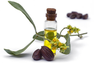 Jojoba (Simmondsia chinensis) oil, leaves, flower and seeds on White background - obrazy, fototapety, plakaty