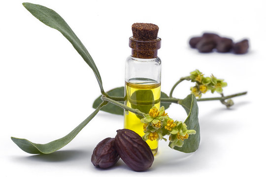 Fototapeta Jojoba (Simmondsia chinensis) oil, leaves, flower and seeds on White background