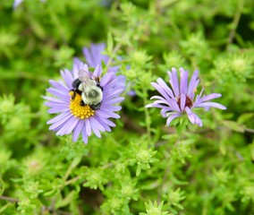 Obraz premium The purple flowers of the garden with the bee on one of the flowers.