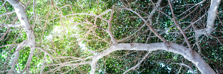 Tree photo background