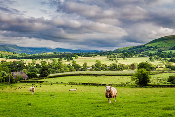 Sheeps grazing on pasture in District Lake, England