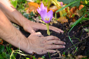 Gardeners hands planting flowers (Colchicum autumnale) in a garden