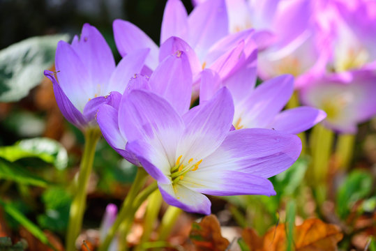 Nice dewy flowers in the autumn (Colchicum autumnale)