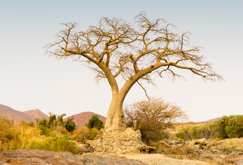 Baobab Baum an den Epupa Wasserfällen, Kunene, Namibia