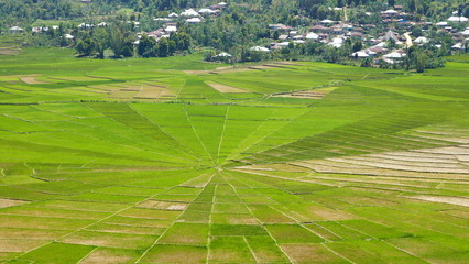 Fototapeta na wymiar Spinnennetz - Reisfelder in Cancar auf der Insel Flores