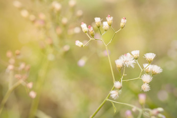 Dandelion at sunset.