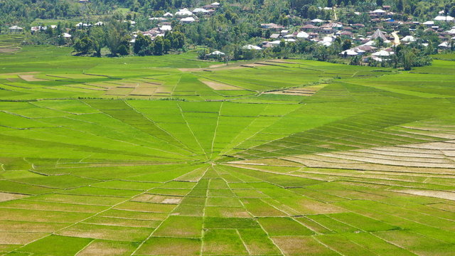 Spinnennetz - Reisfelder in Cancar auf der Insel Flores