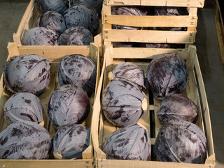 Czerwona kapusta w skrzynkach © JDziedzic