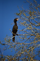 Happy bird