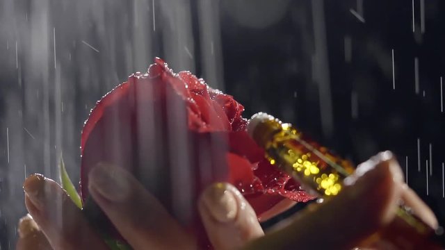 blossom of red rose and vial of essential oil are in hands of woman under rainfall