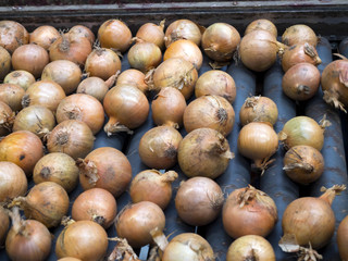 Sortowanie cebuli na linii w hurtowni warzyw