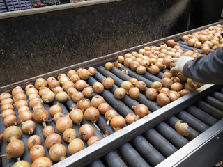 Sortowanie cebuli na linii w hurtowni warzyw