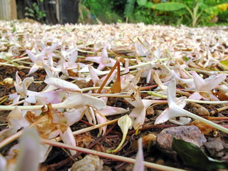 Flowers on the street