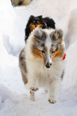 Dogs of the in a hollow, in winter in a snowdrift. Color white with gray and black with red, both dogs with red tassels on collars. A beautiful picture with dogs with long hair.