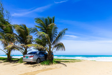 Car under the palm tree on the beach