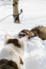 A cat and a ferret are playing in the snow, in snowdrifts.