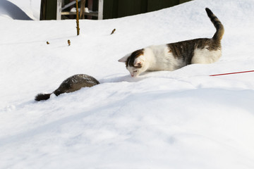 A cat and a ferret are playing in the snow, in snowdrifts.