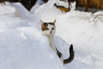 A cat is purebred in the snow, in snowdrifts.