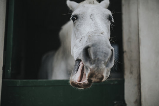 Funny portrait of white horse moving the mouth.