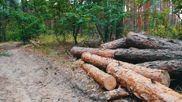 Lot of felled trunks from trees neatly folded