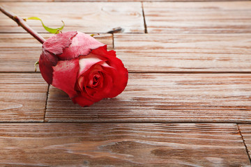 Beautiful red rose on brown wooden table