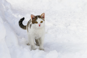 A cat is purebred in the snow, in snowdrifts.
