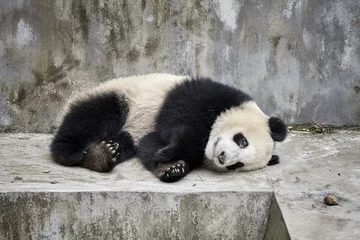 Tableaux ronds sur aluminium Panda Panda géant au repos, Chengdu, Chine