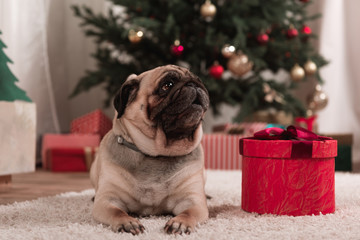 pug with christmas gift